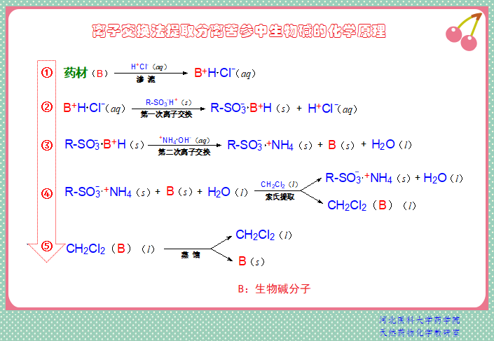 1-图示：离子交换法提取生物碱的化学原理.png